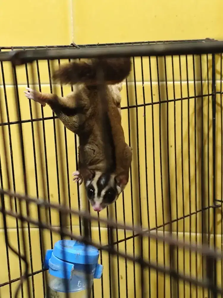 Sugar glider jantan tupai terbang jantan