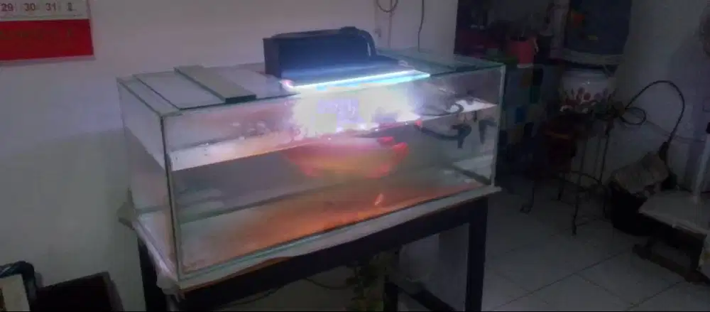 Aquarium panjang 1 meter plus ikan arwana Supered 40cm up