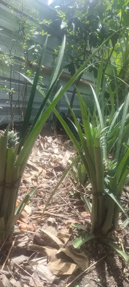 potong rumput  dan babat semak