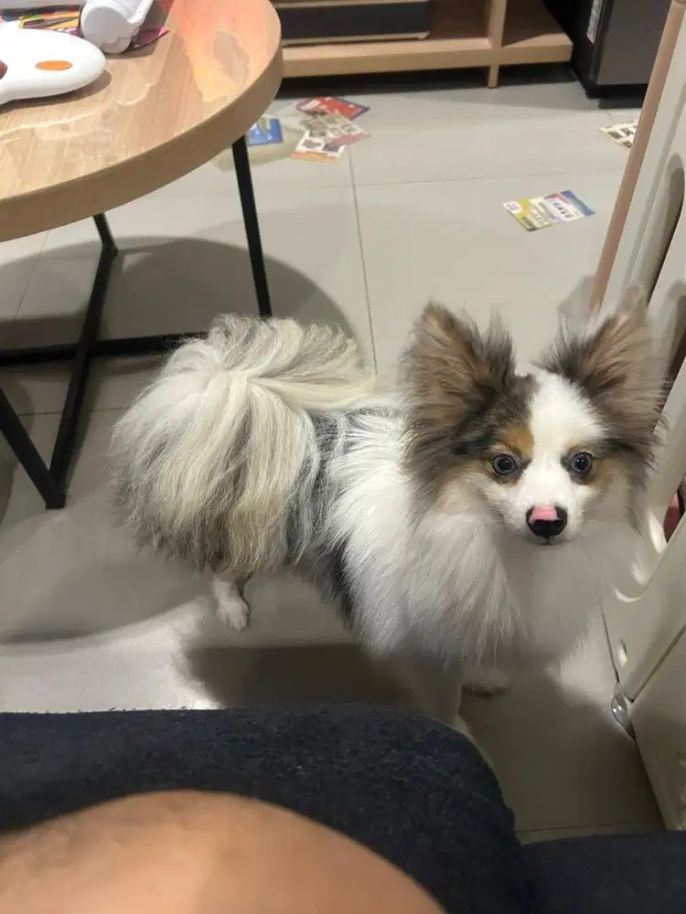 Pomsky jantan blue merle