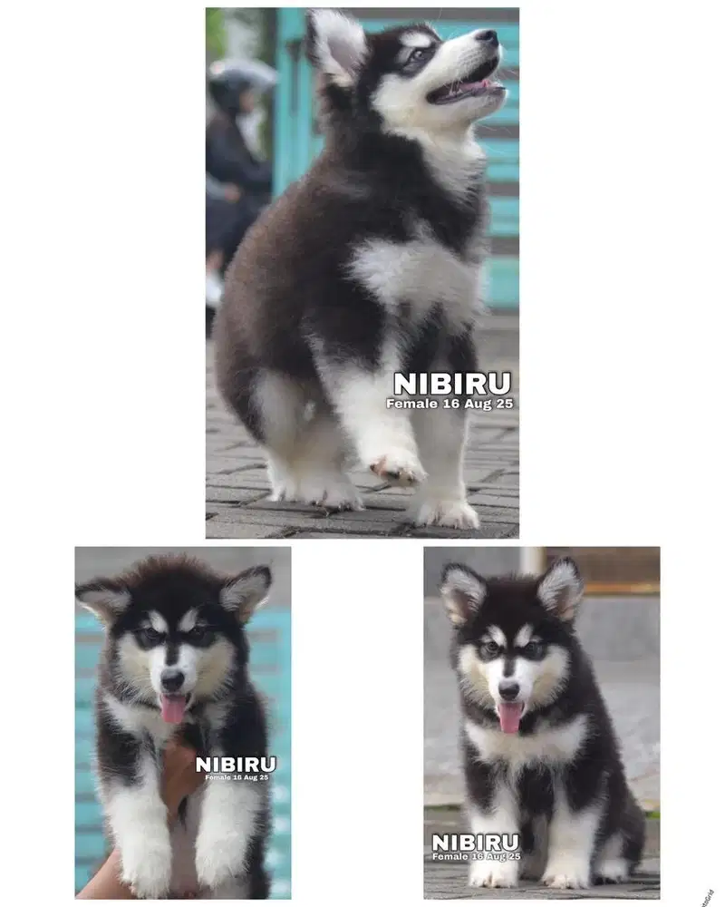 Alaskan malamute puppy stambum
