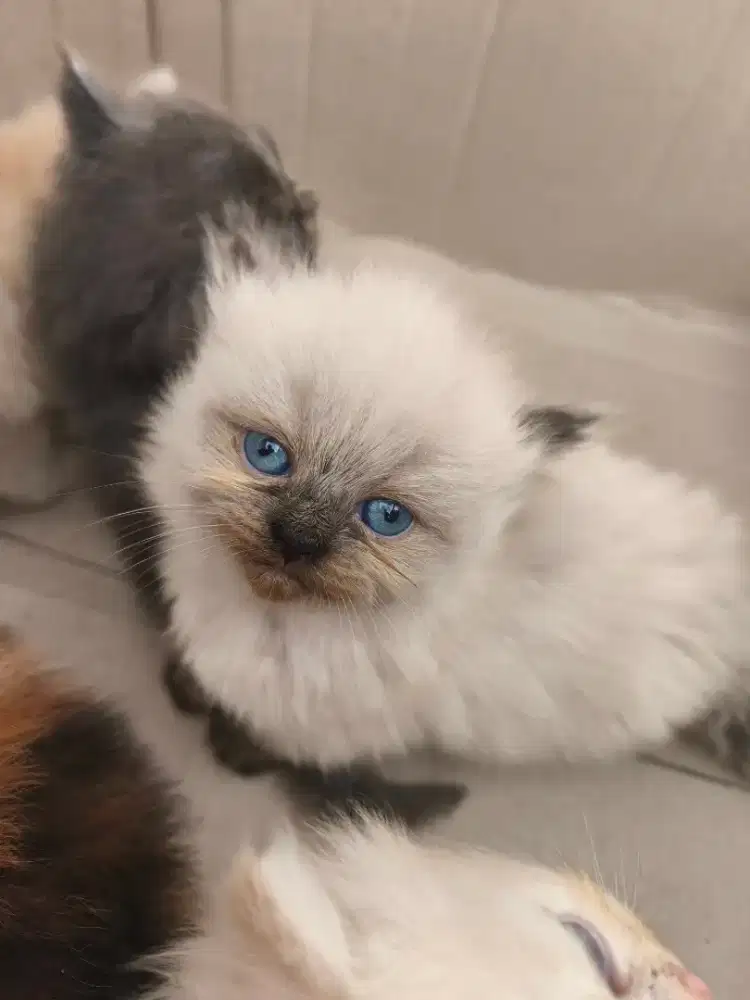 Open Adopt Kucing Kitten