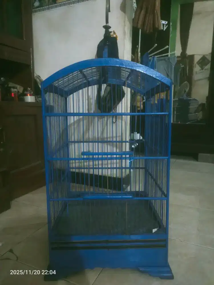 Sangkar kosan jati antep poll