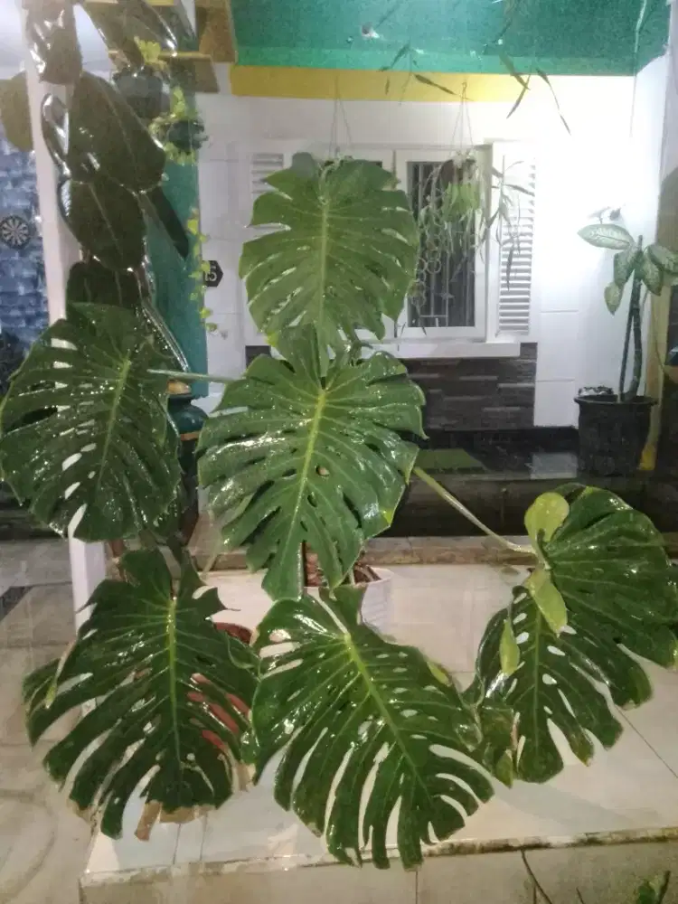 Tanaman hias monstera istimewa