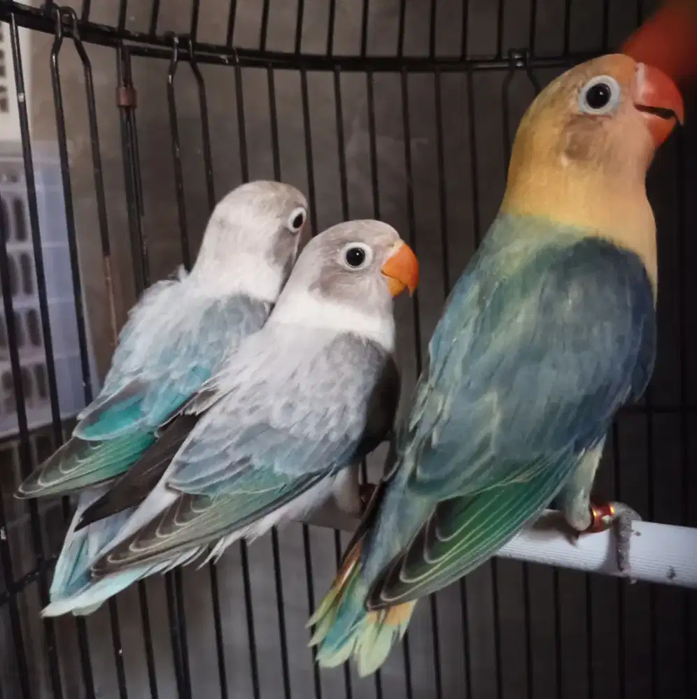Burung Lovebird love bird Biola Euwing Blue n Biola Aqua Blue1 paud