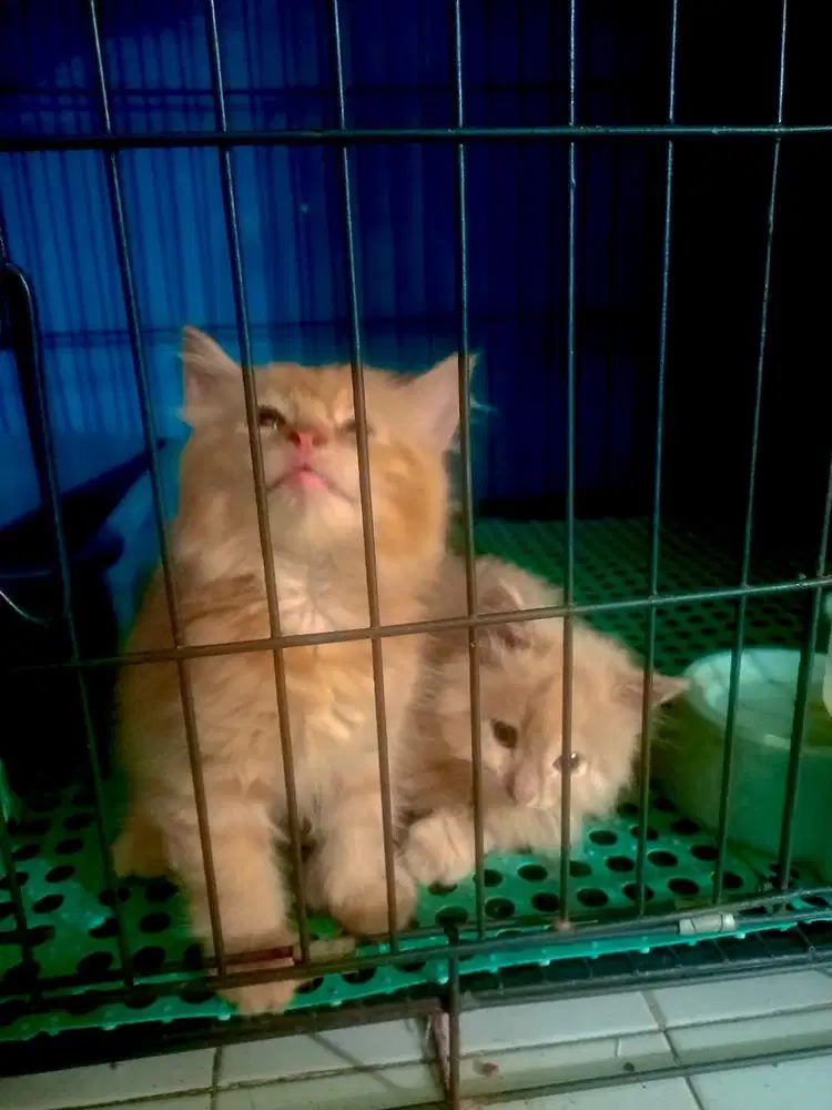 Kucing NS munchkin murmer