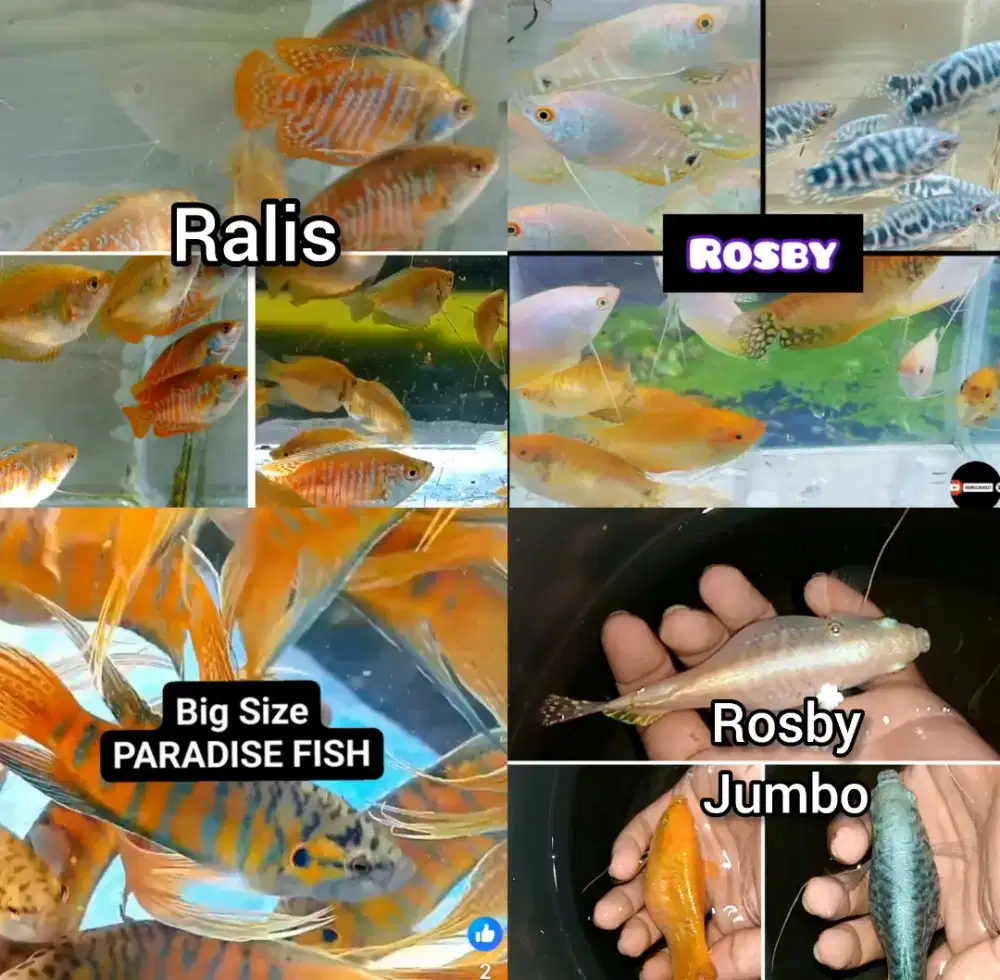 aneka ikan sepat hias ternak sendiri