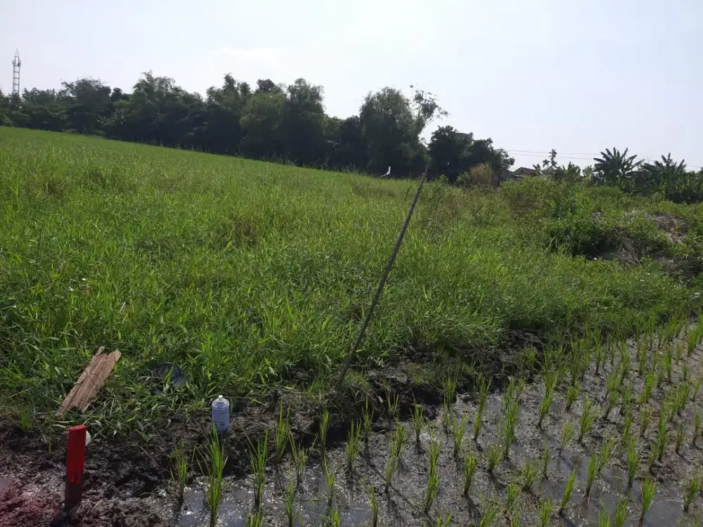 tanah wonoayu,candi negoro murah SHM