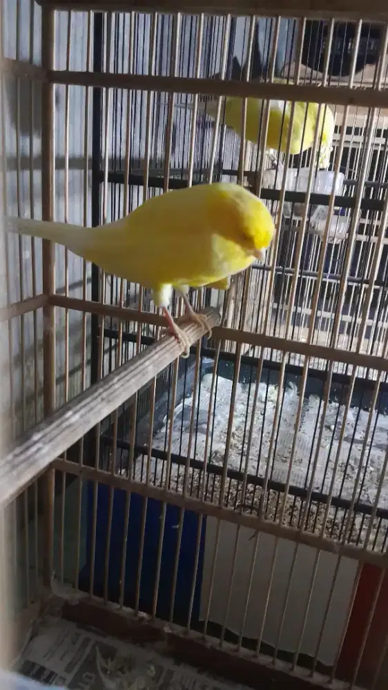 Kenari yorkshire/ YS