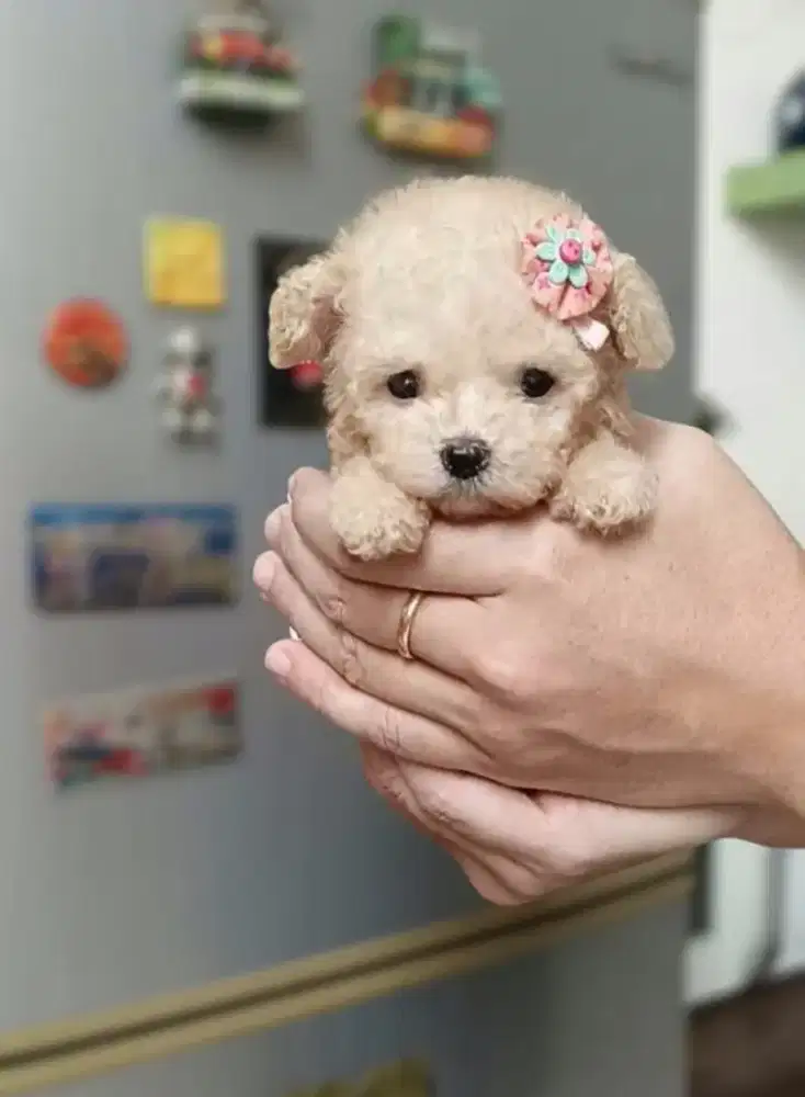 Teacup poodle kualitas premium