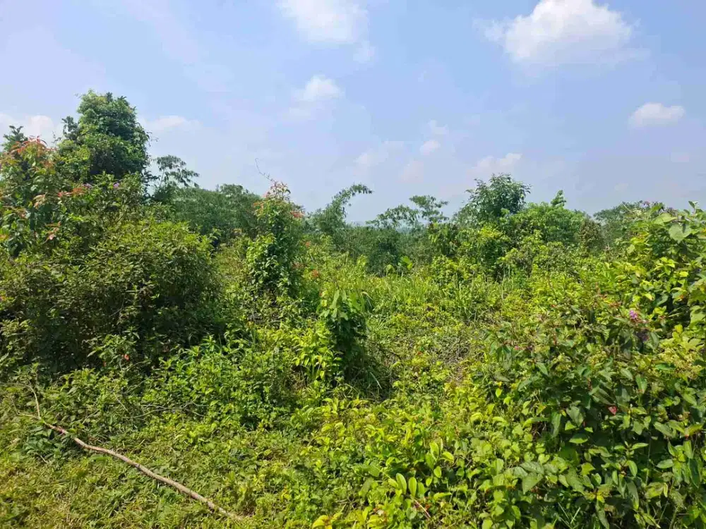 jual tanah murah LT 1,4ha, shm,  jalan desa