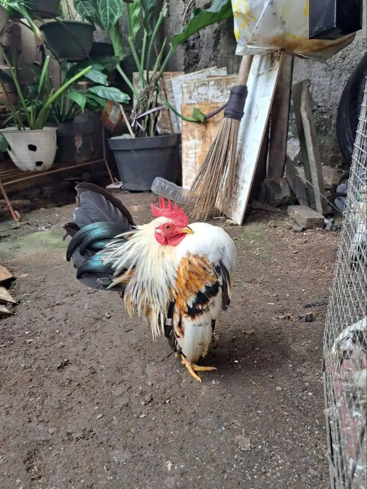 Ayam Serama Anakan
