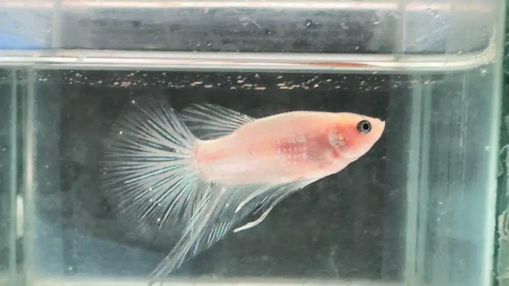 Ikan Cupang HMPK bahan Kontes murah