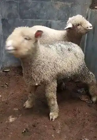 3 pasang cempe anakan domba merino hias super 3 jantan 3 betina 4 bln