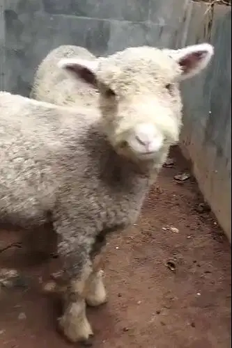 3 pasang anakan domba hias merino super 3 jantan 3 betina 4 bulanan ok