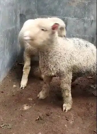 3 pasang anakan domba hias merino 4 bln 3 jantan 3 betina superan puas