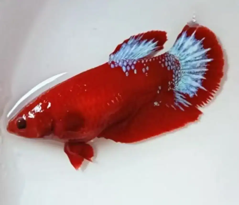 6 ekor ikan cupang giant multi, FCCP, hellboy, avatar hulk