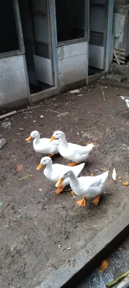 Bebek pekig  2pasang