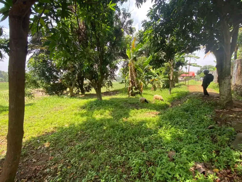 Jual Tanah Sawah Lt 1.748 m2