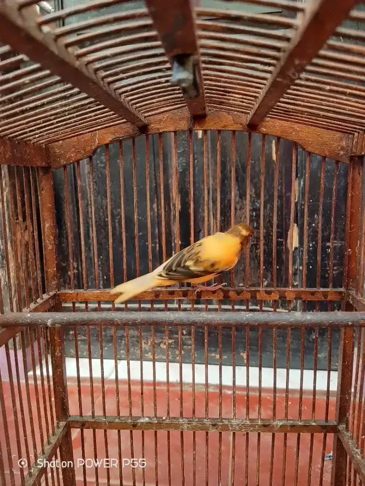 Burung kenari jantan paud bon vektor