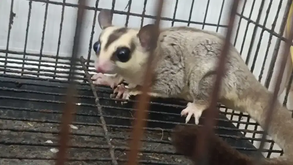Sugar glider white face usia 8 bln..