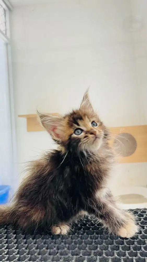 Kucing MAINECOON  ped / non ped