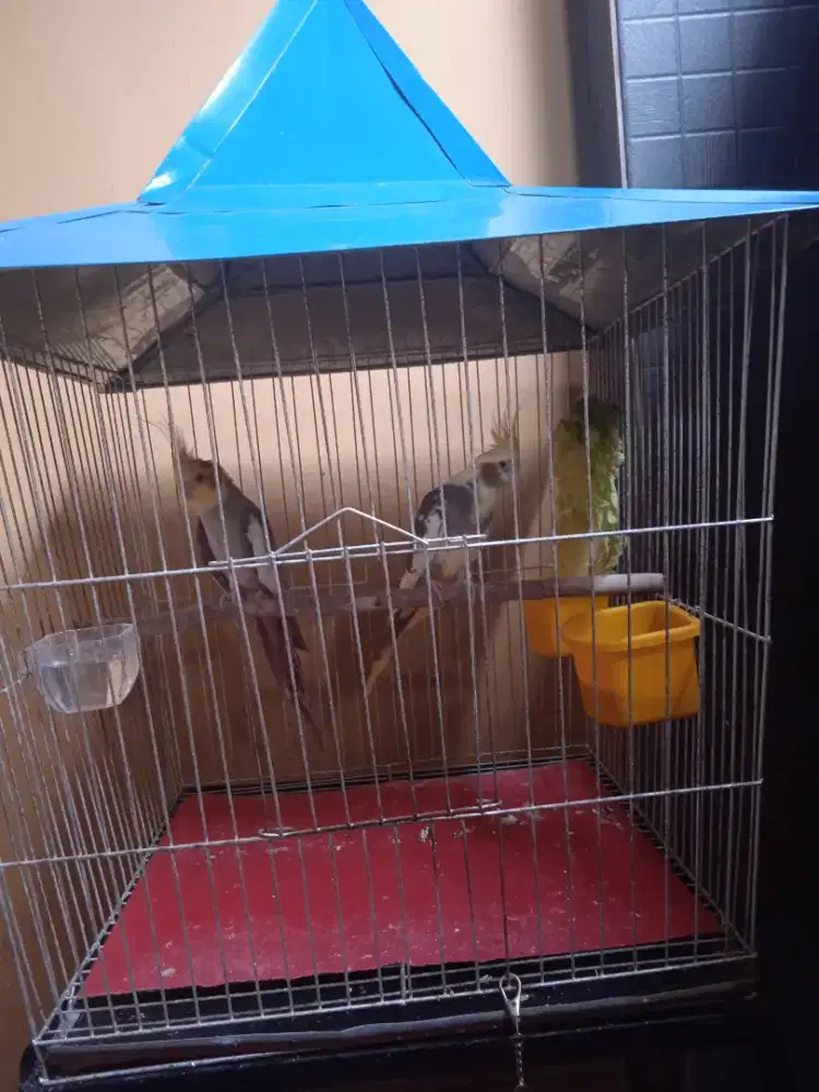 Parkit Australia falk