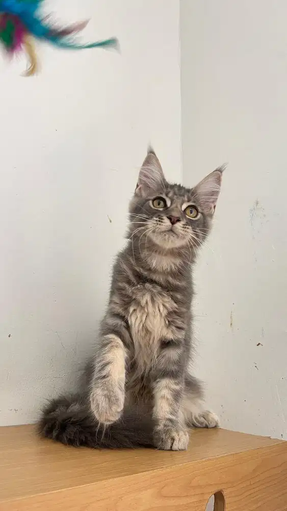 Kucing mainecoon ped / non