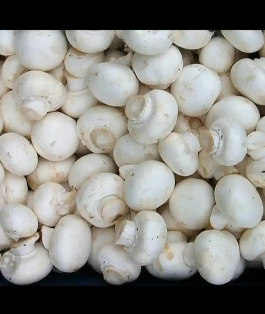Jamur kancing champignon