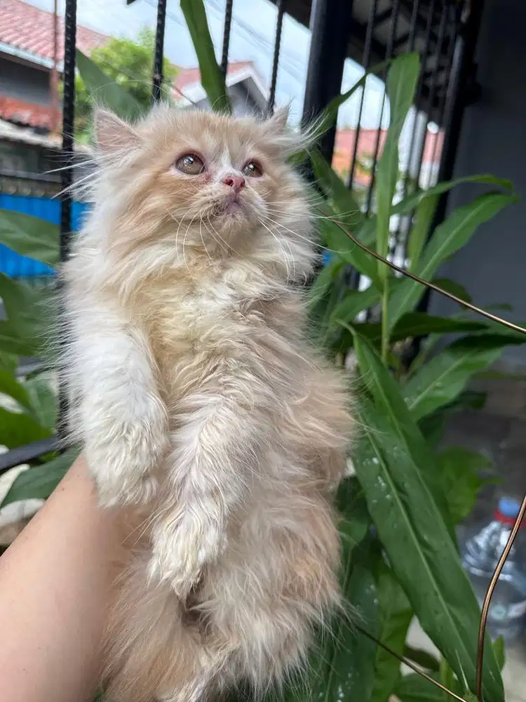 Kucing persian longhair