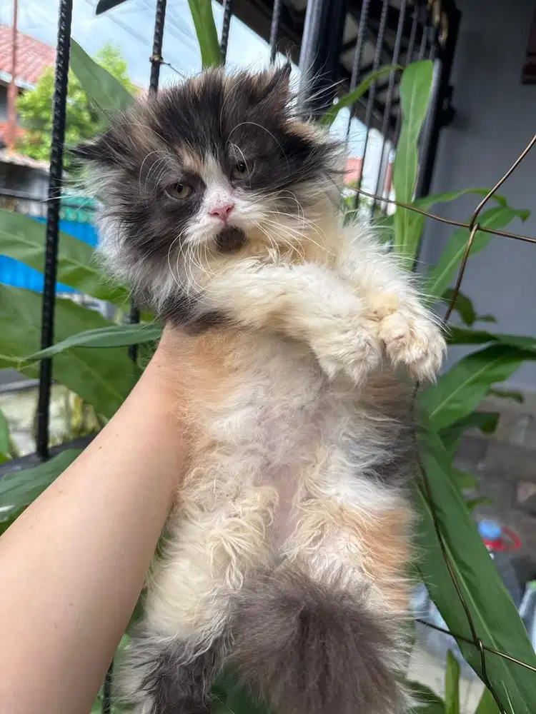 Kucing persian longhair
