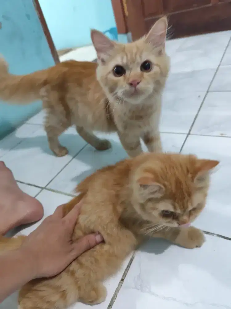 Persia medium orange 4 bulan