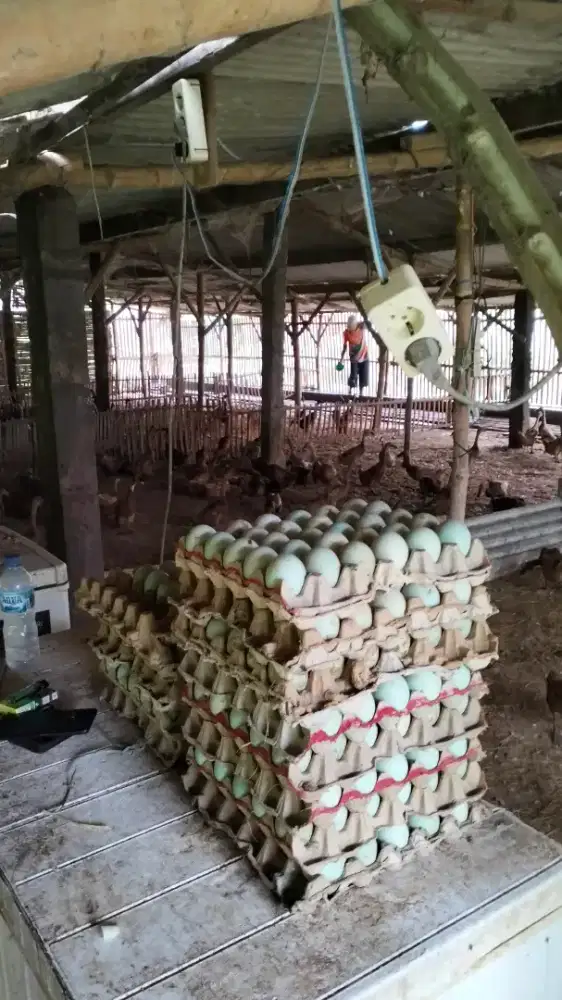 Telur bebek merah pakan udang. Langsung kandang dijamin fresh