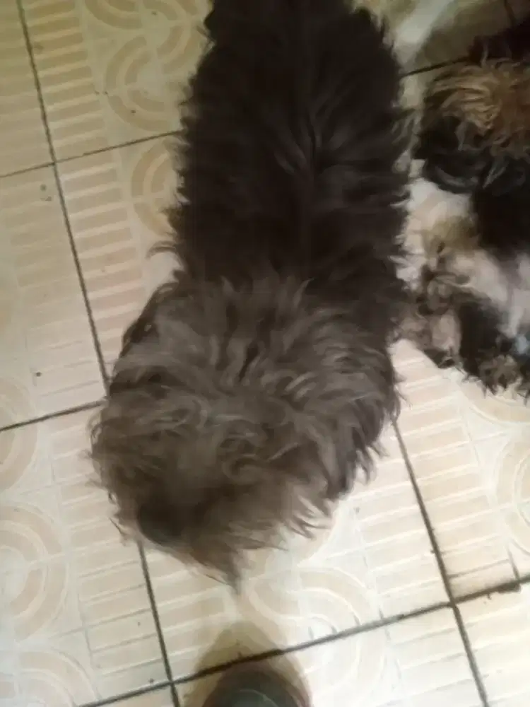 Anak anjing lucu imut