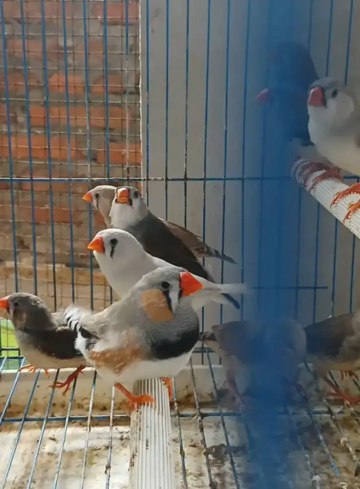 Zebra Finch aussy x holand borongan 3 ekor indukan