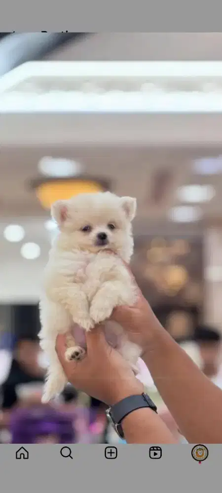 Anjing Superminipom Jantan