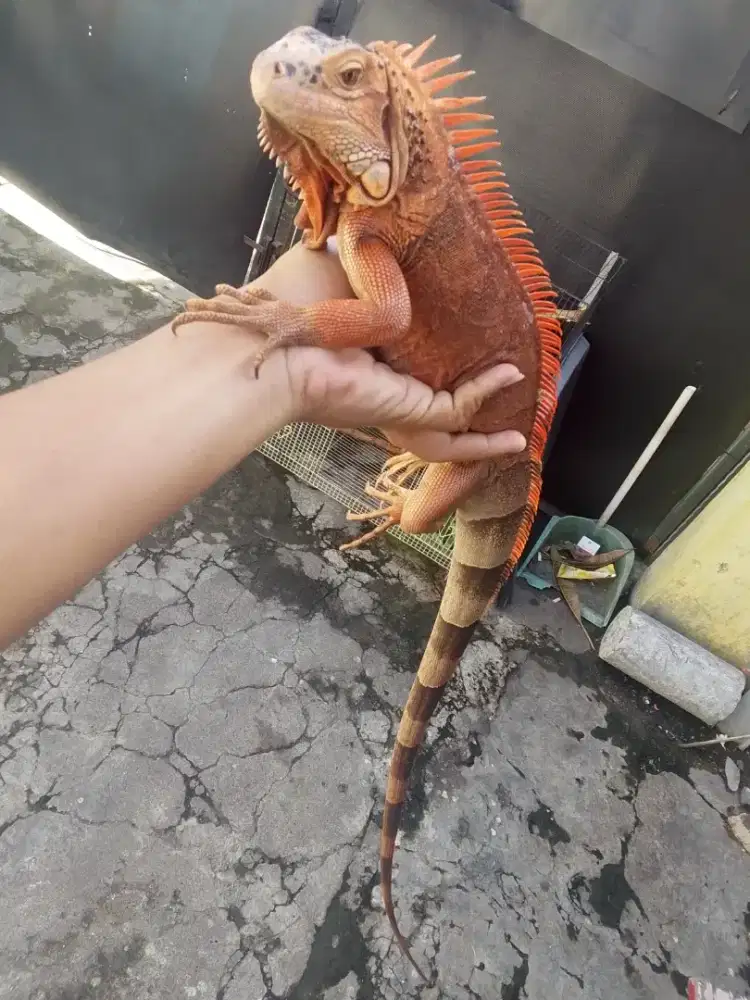 Iguana Columbia Super Red Pedes