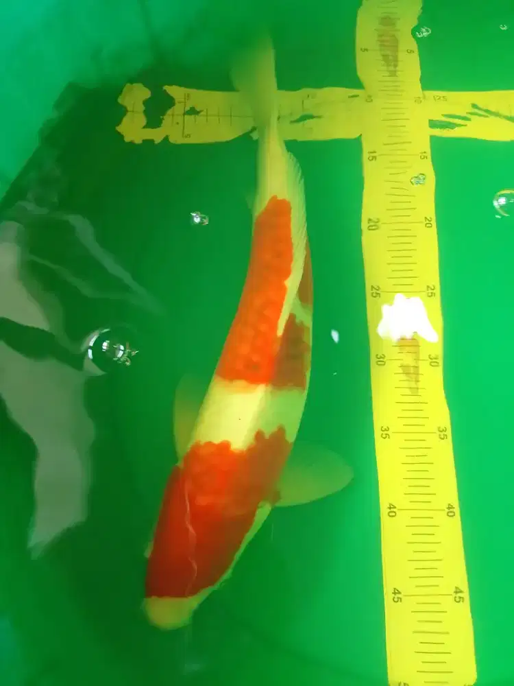 ikan koi jenis Ai Goromo 42cm high quality