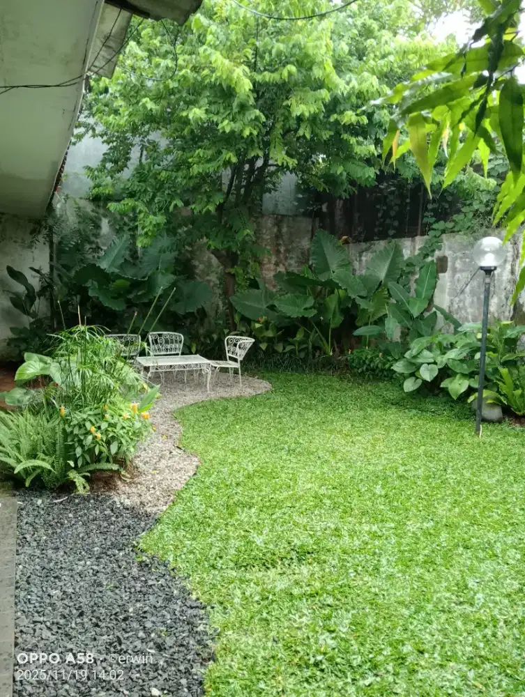 Rumput taman rumput gajah mini