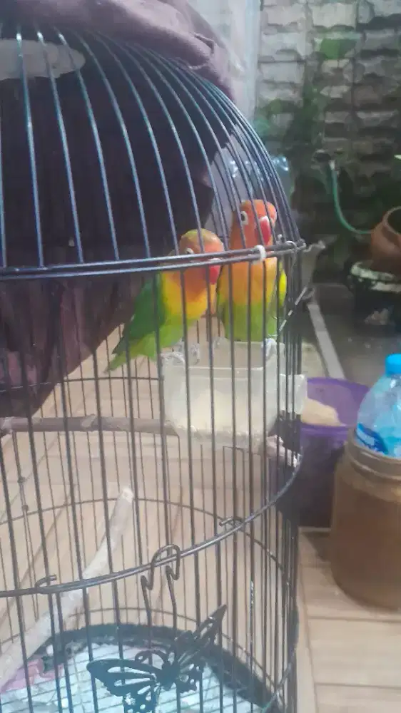 Lovebird prediksi sepasang