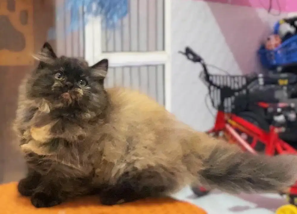 Kucing kitten munchkin tortie smoke