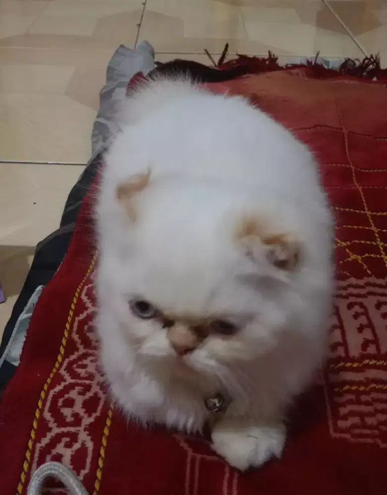 Kucing Persia flatnose