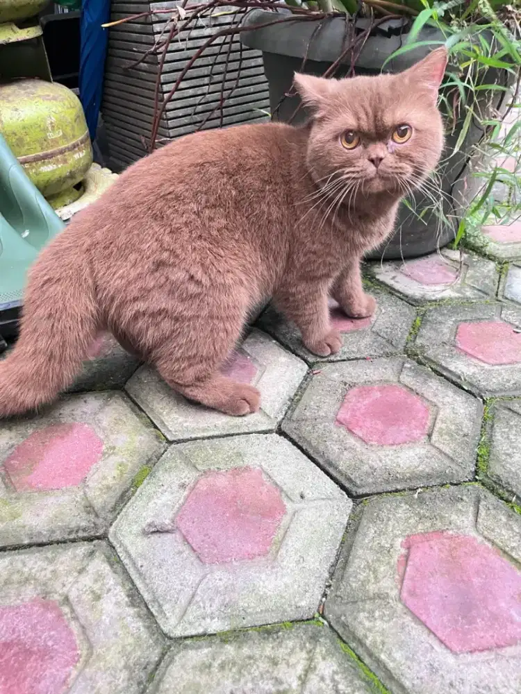BSH British Shorthair Cinnamon Solid jantan 2tahun Double ped