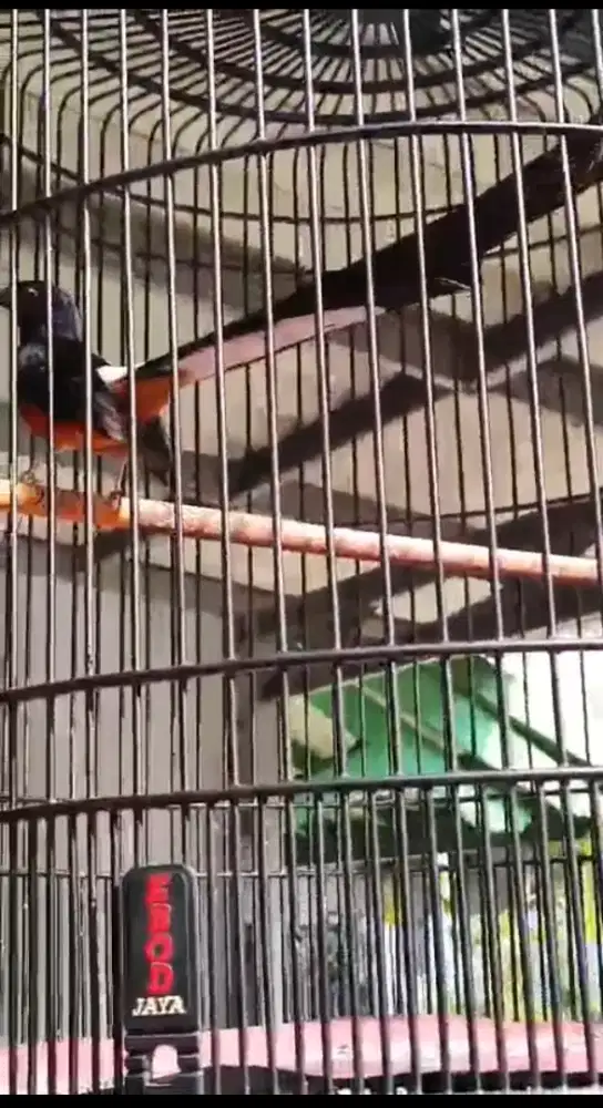 Murai batu EKOR KLEWER 28/29 cm REAL [ body BIG ] 1x mabung