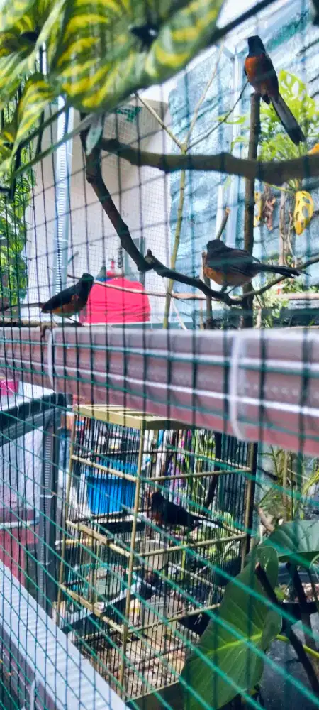 MURAI JANTAN 1 BETINA 2 MASIH DIKANDANG TERNAK SAPA CEPAT DIA YG DAPAT