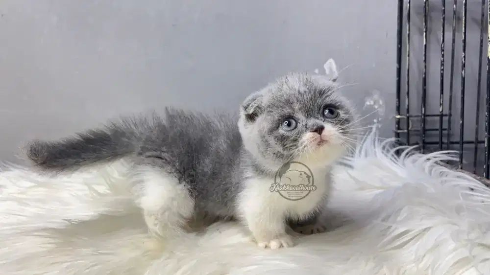 BSH Munchkin Fold Betina