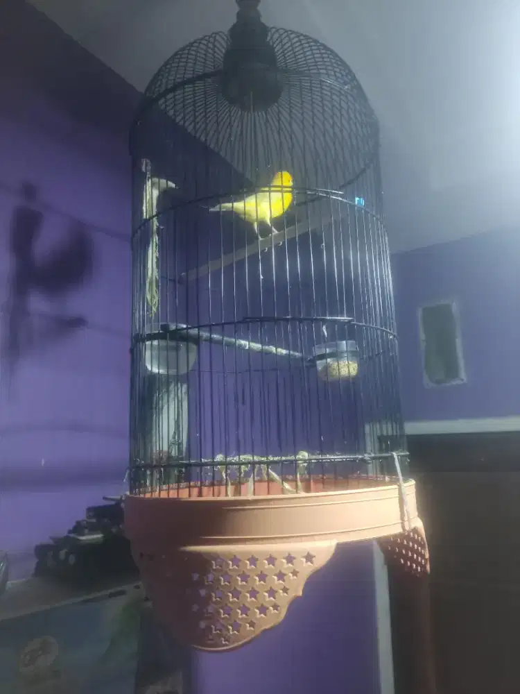 Di jual kenari betina sama kandang
