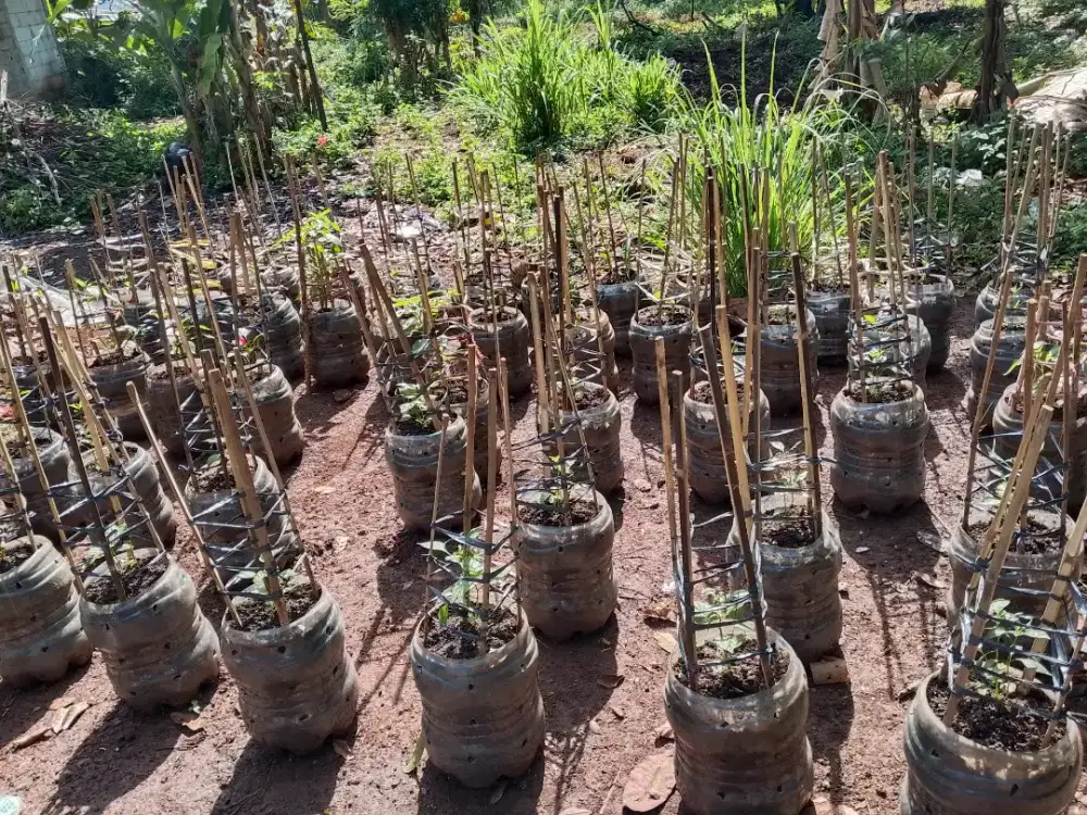 Pohon cabai rawit ( setan)