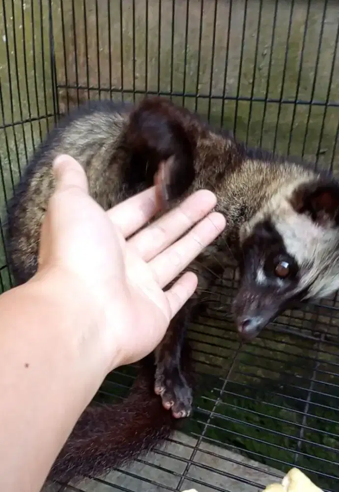 Musang Pandan murah