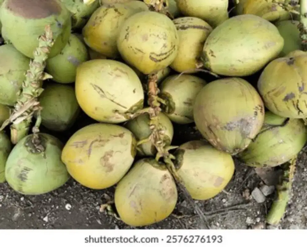 LOWONGAN KERJA ES DEGAN KELAPA MUDA